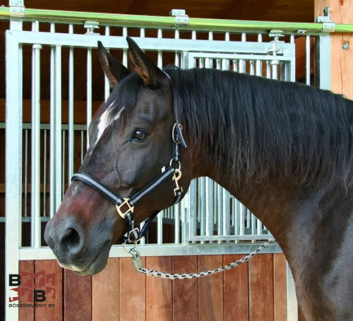 Covalliero Mustang kötőfék Pony  