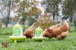 I love my ladies - műanyag baromfi etető lábakkal 2 kg