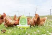 I love my ladies - műanyag baromfi etető lábakkal 2 kg