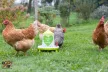 I love my ladies - műanyag baromfi etető lábakkal 4 kg