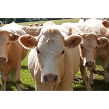  Kérődző takarmány