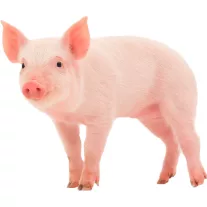 Sertés takarmány