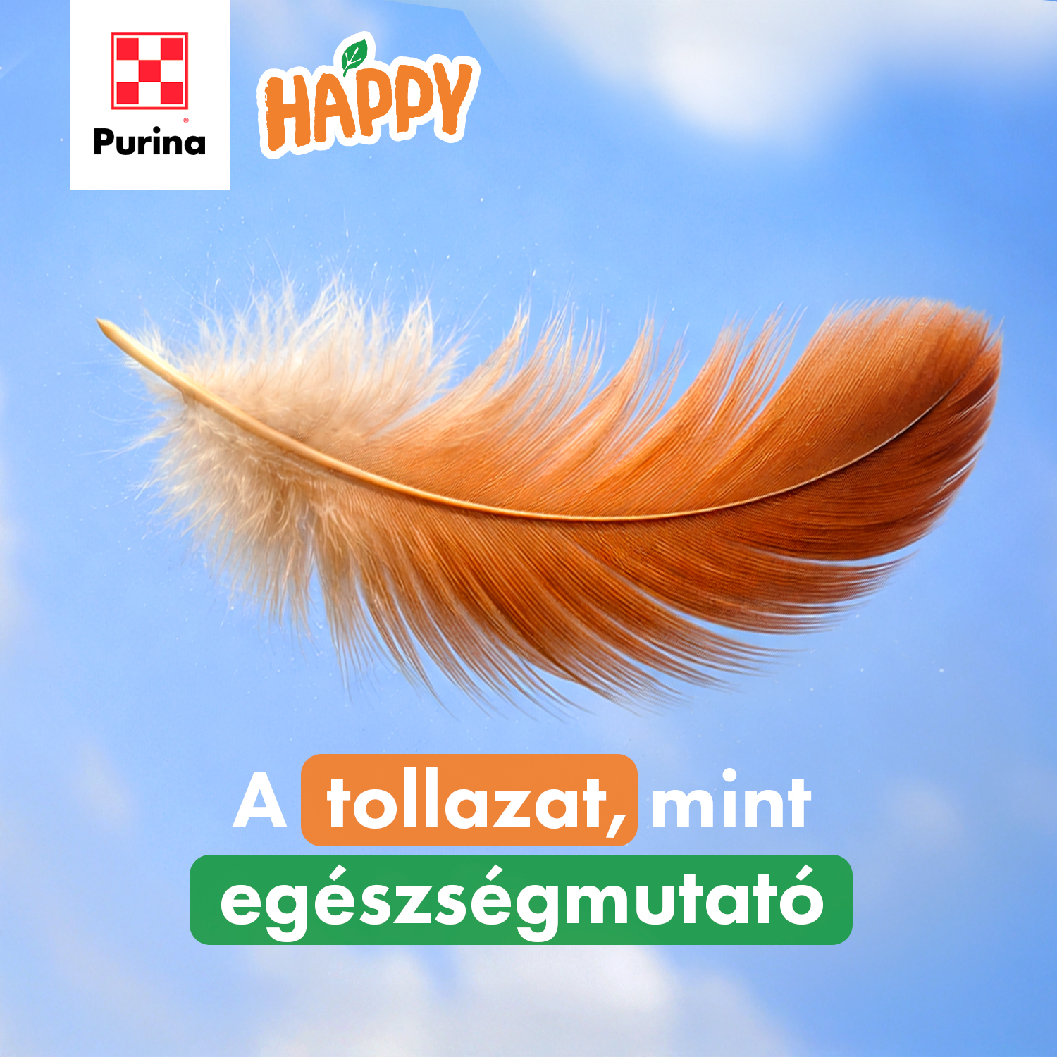 A tollazat a tojótyúk igazi ékessége.