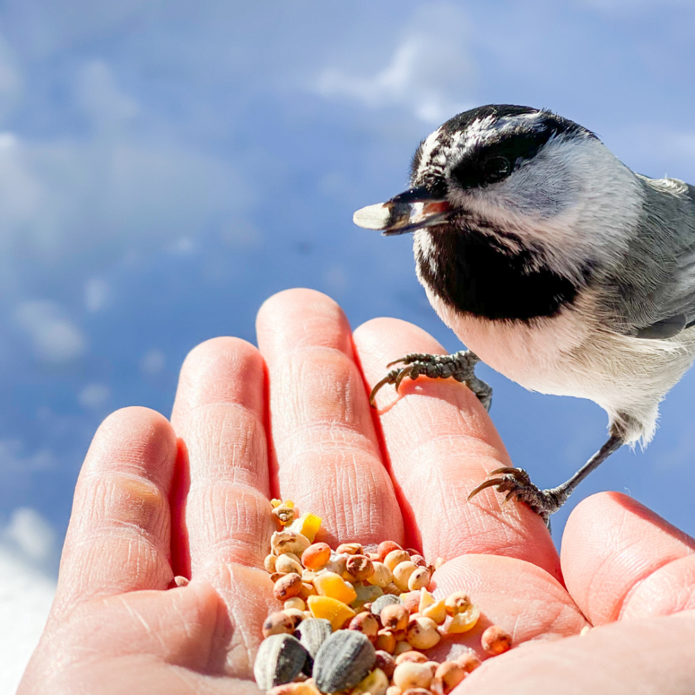 Madarak téli etetése – így segíthetünk tollas barátainknak a hideg hónapokban