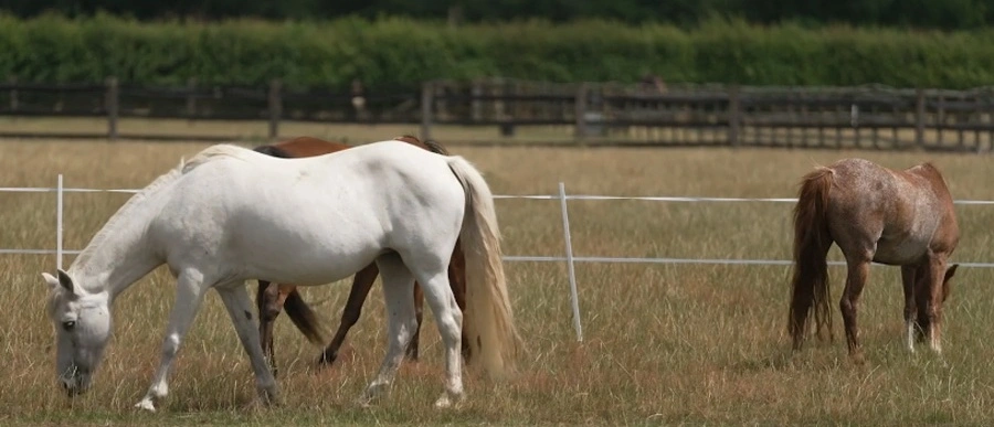 Érzéken, idős lovak etetése
