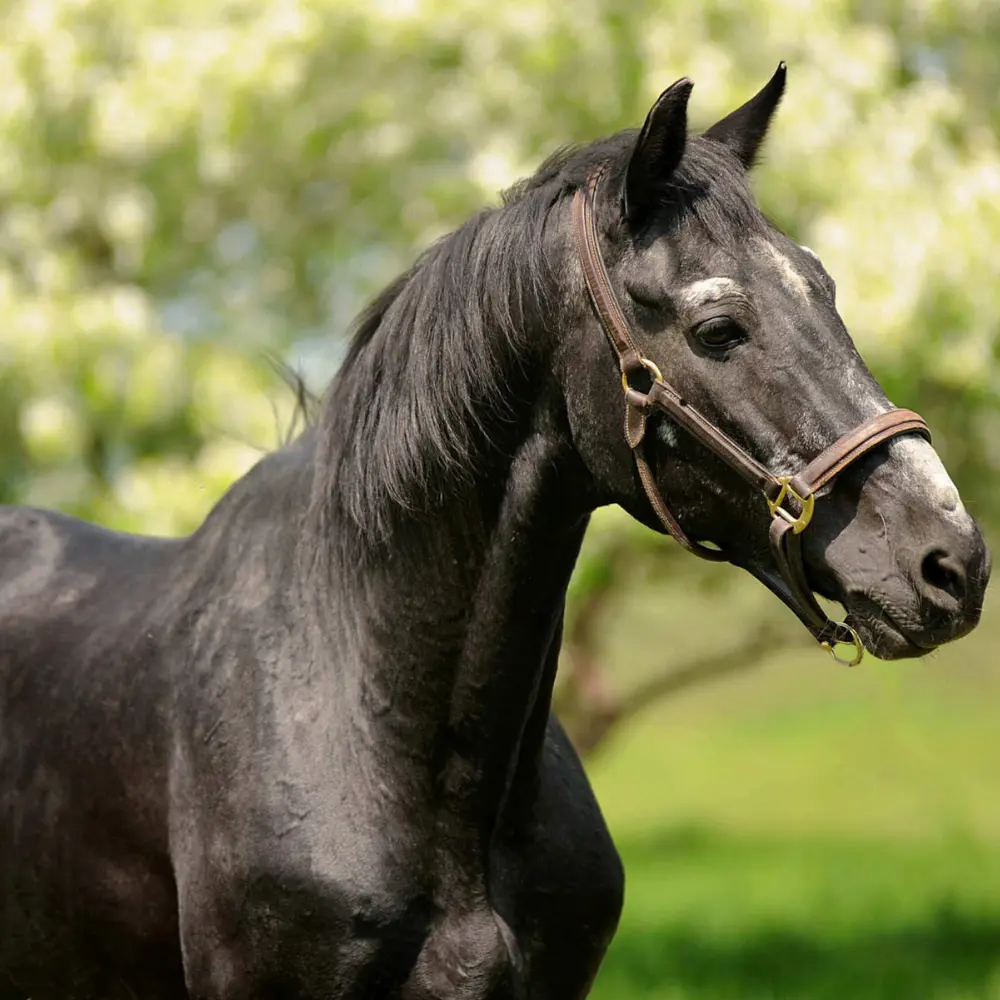 Milyen takarmány jó idősebb lovaknak?