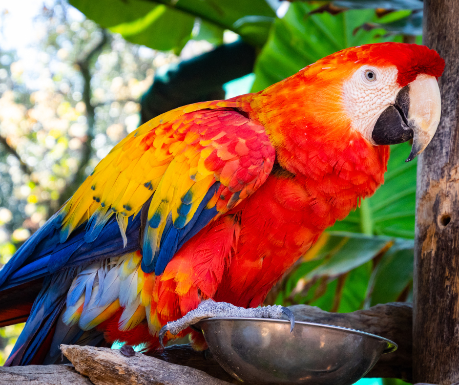 A papagájok egészséges  táplálása