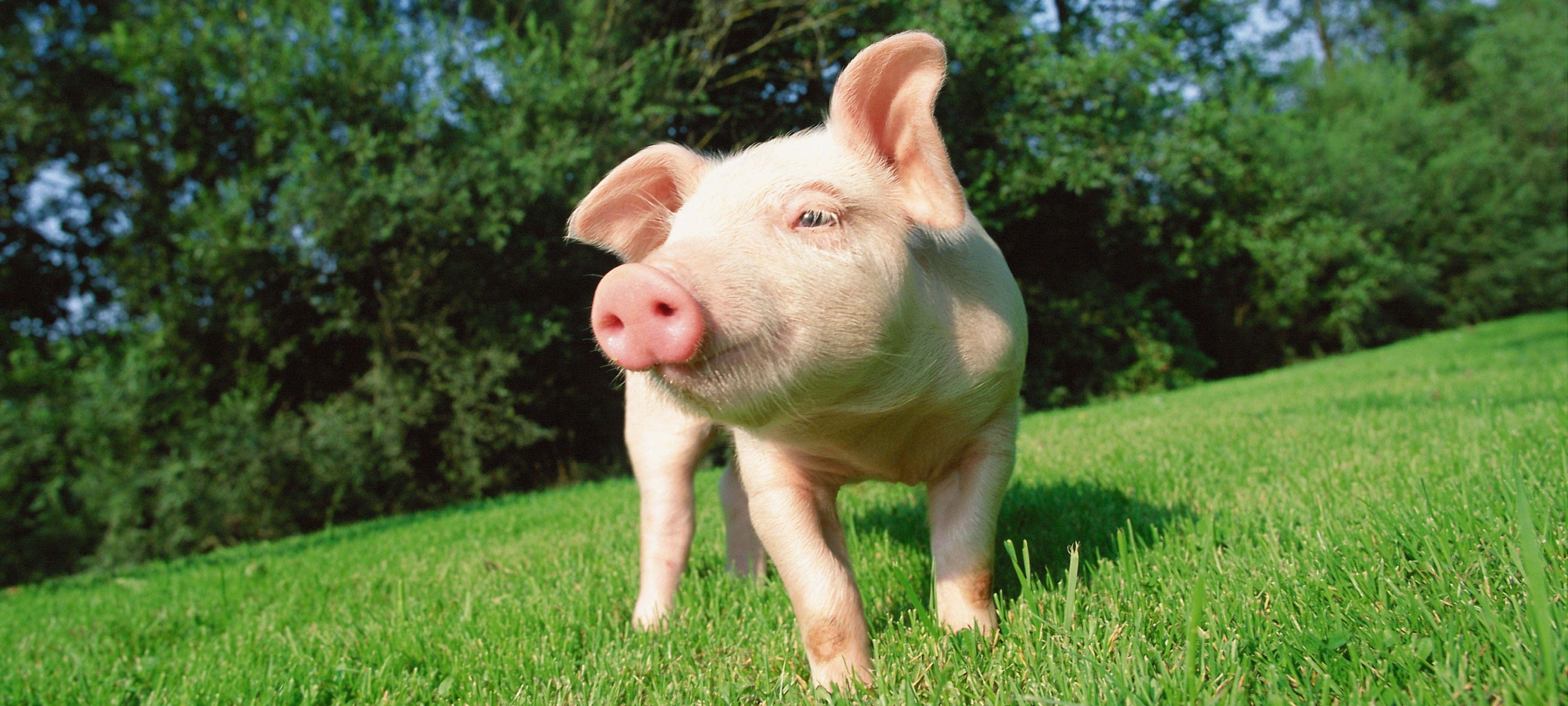 Új Purina STRONG termékcsalád – Professzionális takarmánykoncentrátumok sertéstenyésztőknek