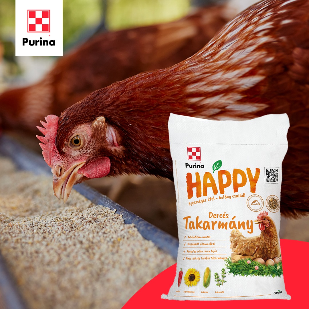 Hasznos tanácsok: Tojó tyúkok táplálása