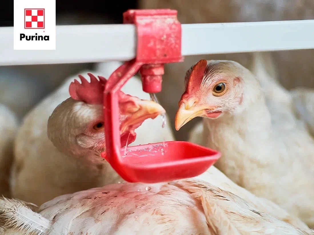 Brojlercsirkék megfelelő itatása